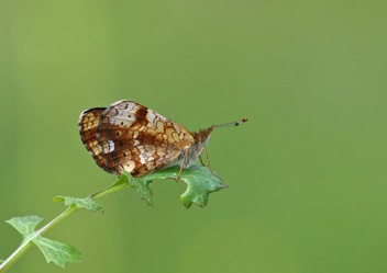 Pearl Crescent